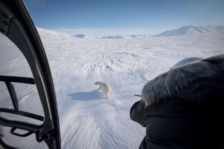 Polar bear biopsies to shed light on Arctic pollutants