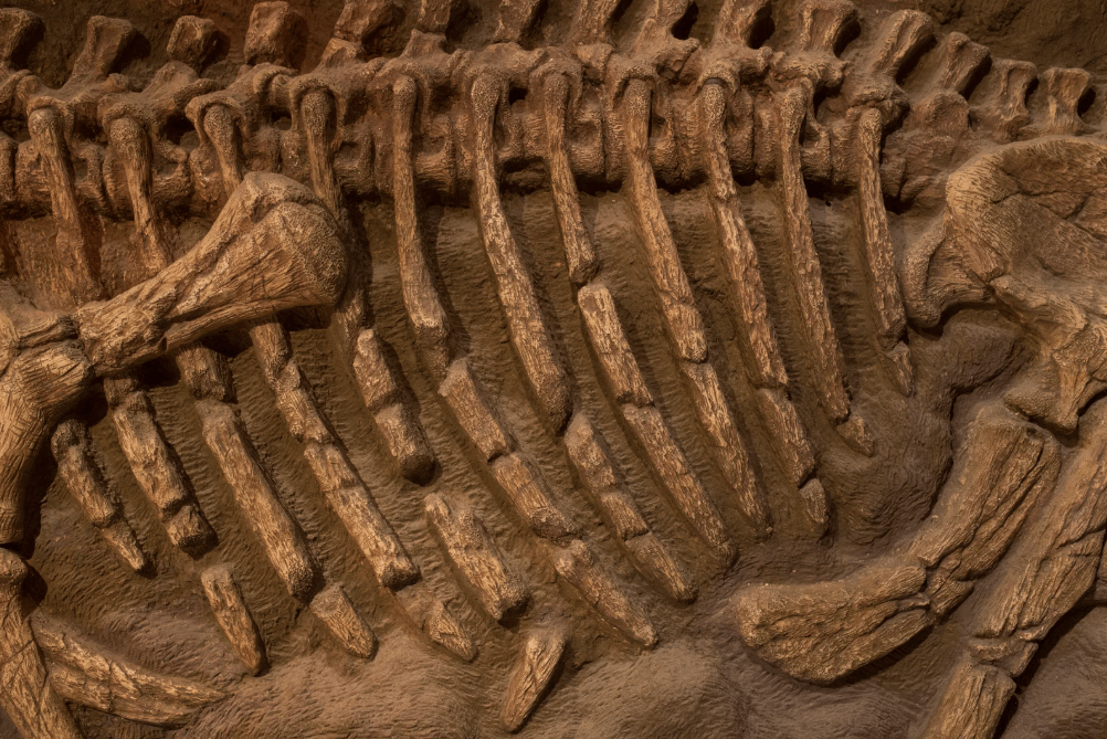 Dinosaurs could hold key to cancer discoveries, UK scientists say