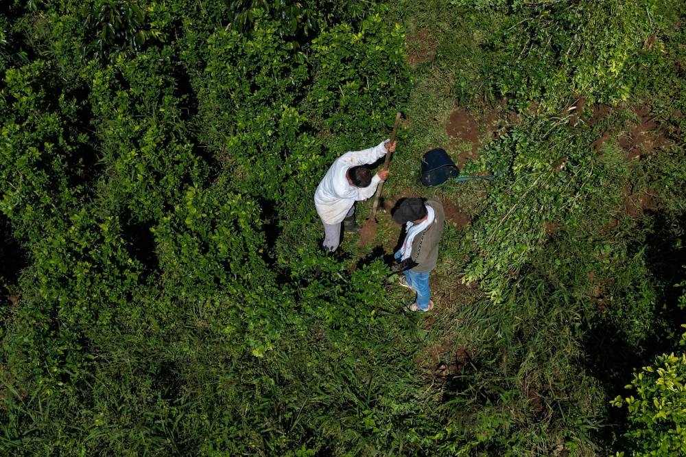Aiming a blow at narcos, Colombia pays farmers to uproot coca
