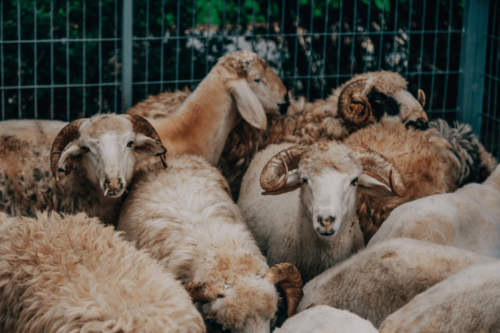 What happens to qurban meat? Understanding its journey and meaningful distribution