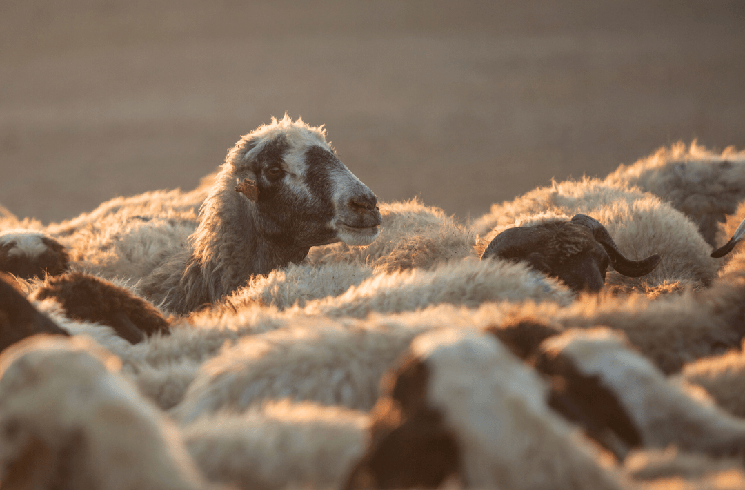 Qurban, a beautiful reminder to give from the heart and reflect on what truly matters