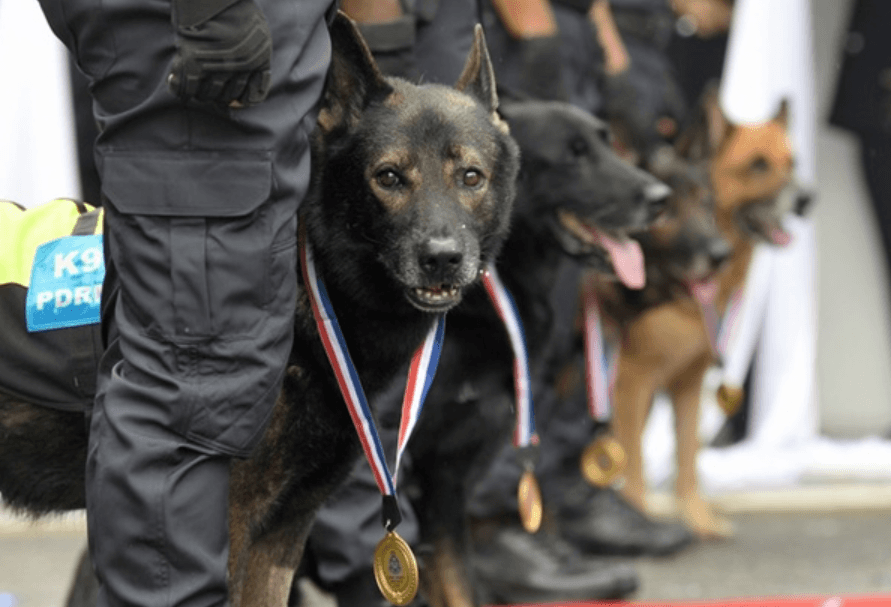 16 UK-bred dogs to join JBPM K9 unit by November