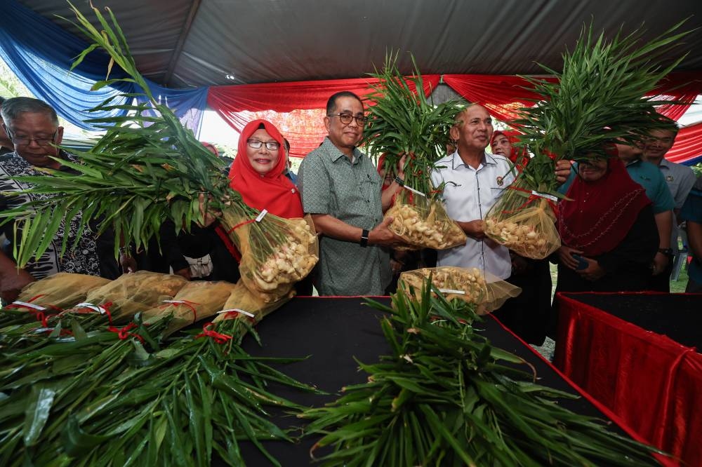 Bentong ginger to boost Kota Tinggi economy