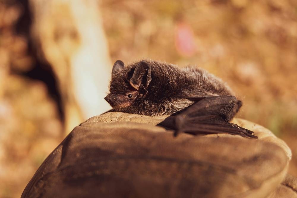 Australian man dies from bat bite