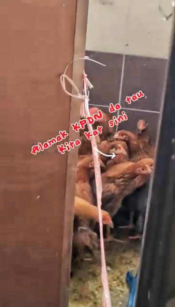 Something smells fowl: Chicken-stuffed toilet leads to business bust