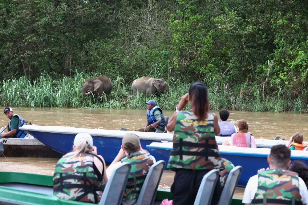 From conflict to coexistence: Sabah's vision for saving elephants and livelihoods