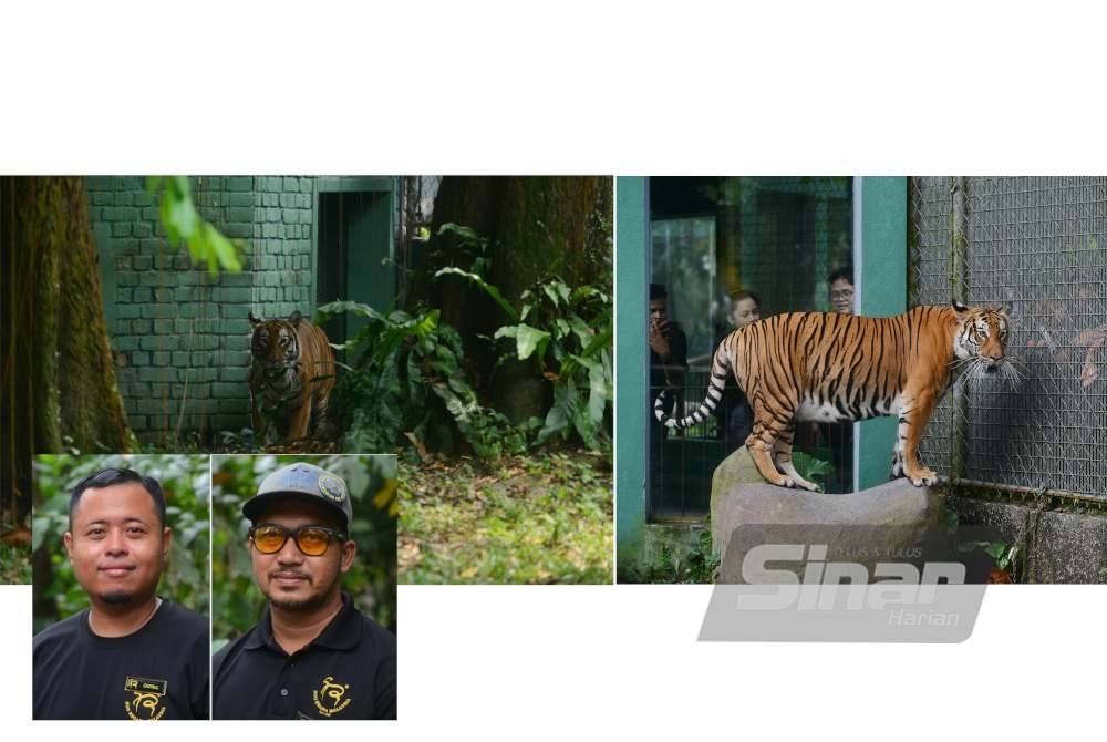 'The Big Ginger' at Zoo Negara