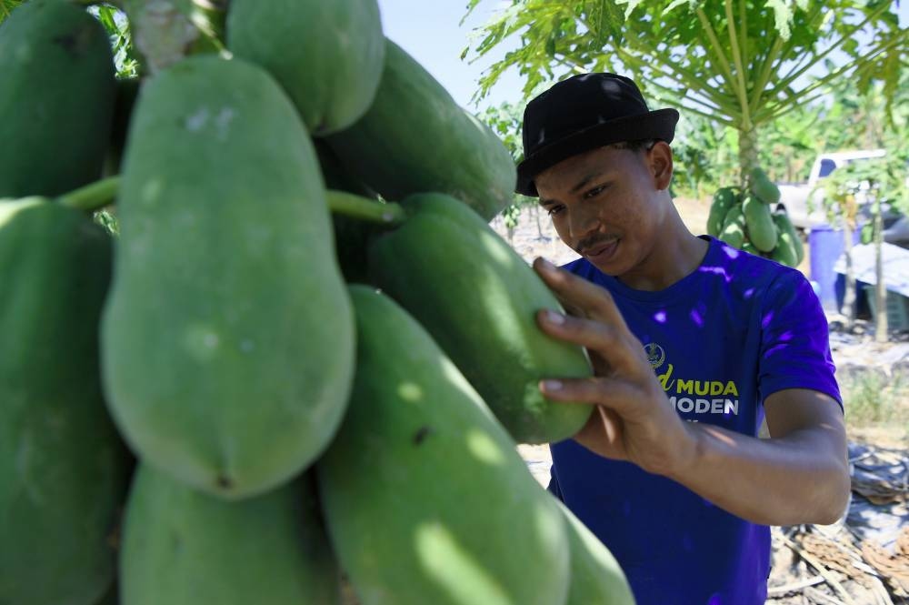 Farmer finds success in papaya, banana cultivation