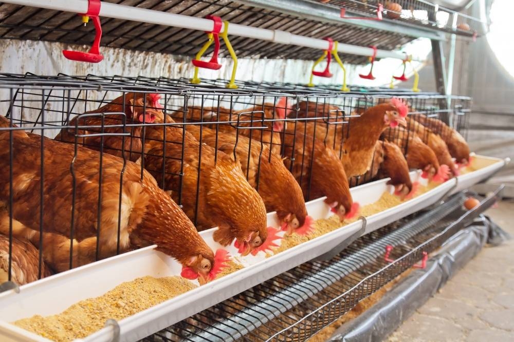 Zero tariffs, higher risks? Fomca urges vigilance as US poultry, farm imports enter Malaysia