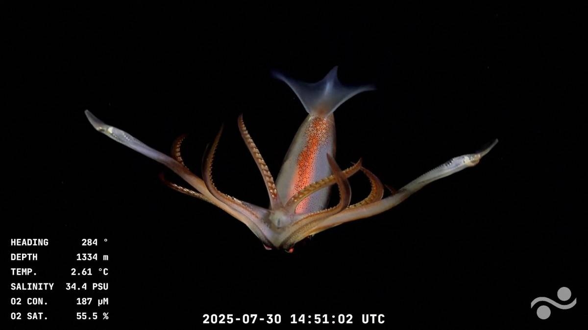Millions tune in as robot reveals vibrant life in South Atlantic deep sea