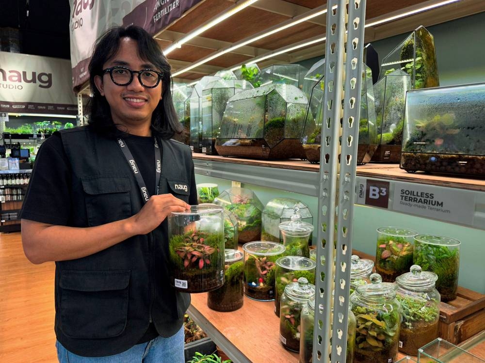 Urban communities turning to terrariums for home decor