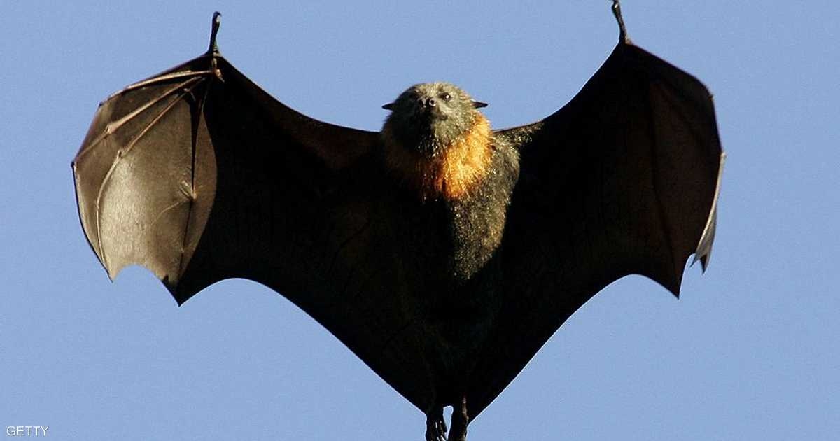 وفاة أسترالي بفعل لدغة خفاش منذ أشهر