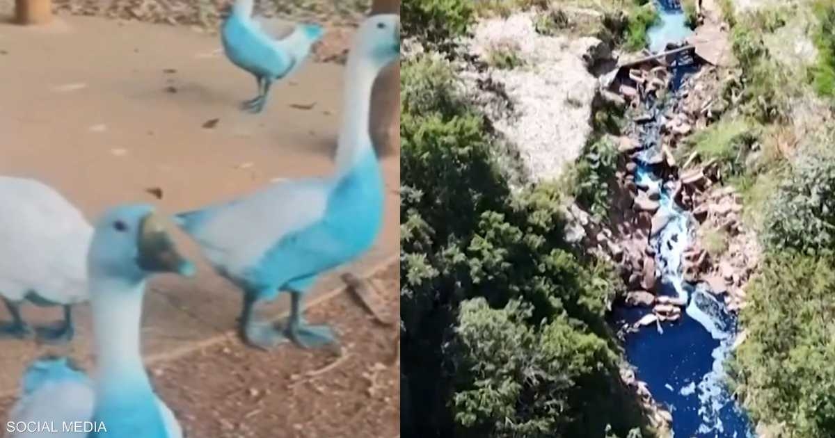نفوق أسماك وحيوانات تصبح زرقاء اللون في بحيرة بالبرازيل