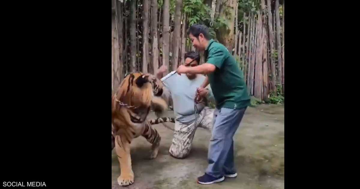 فيديو: نمر يهاجم سائحا حاول التقاط صورة "سيلفي" معه