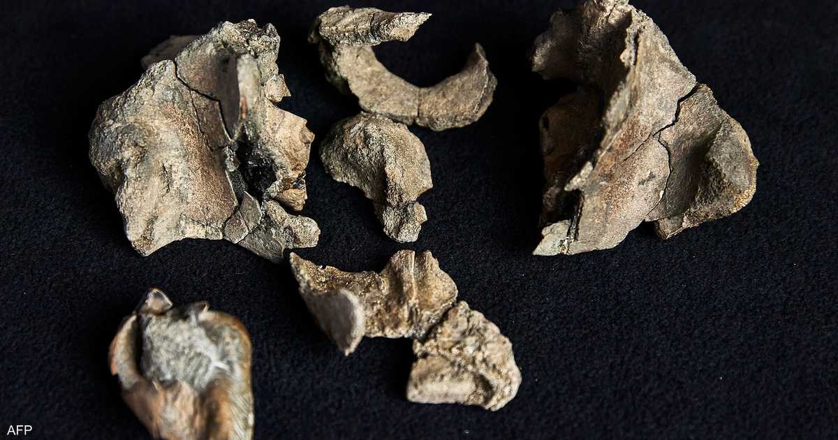 متحجرة تكشف عن حوت شرس عاش قبل ملايين السنين
