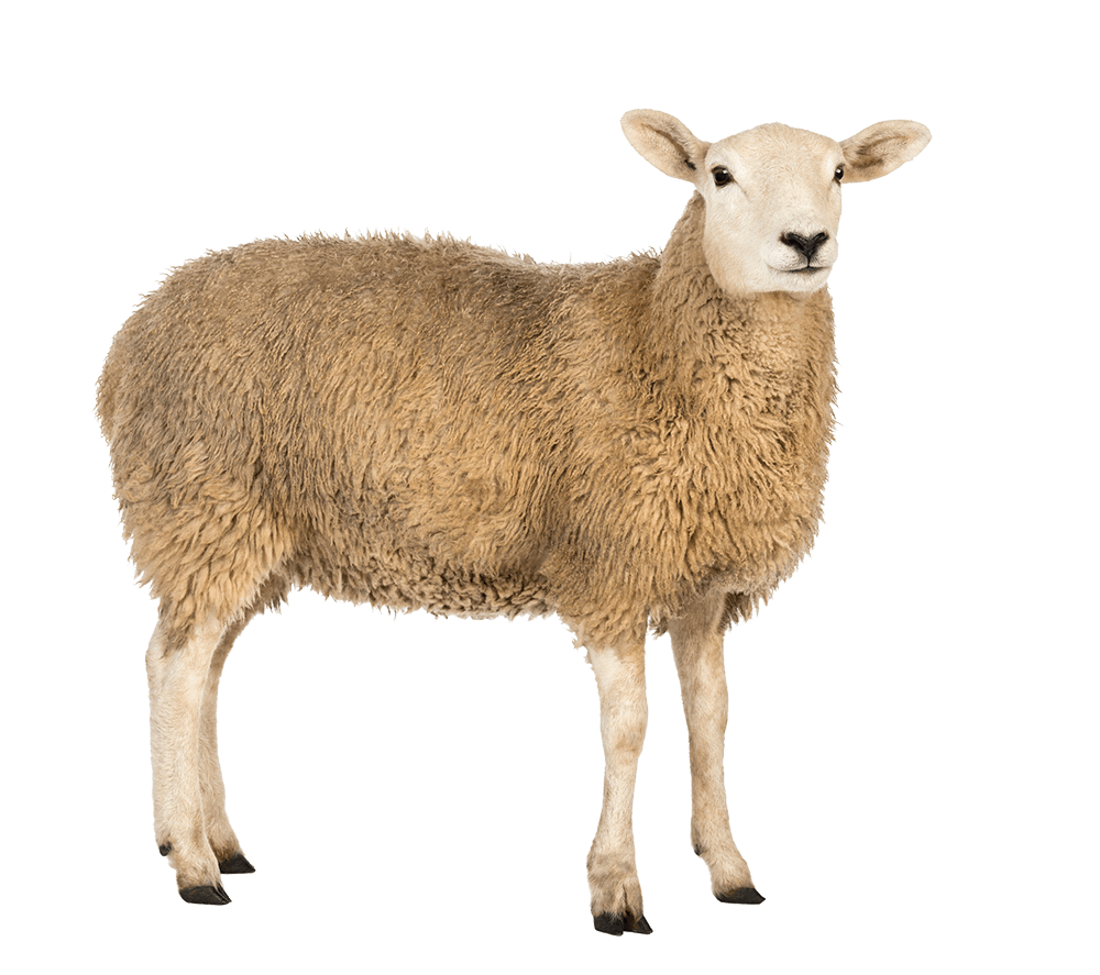 Letters: Bring back mutton
