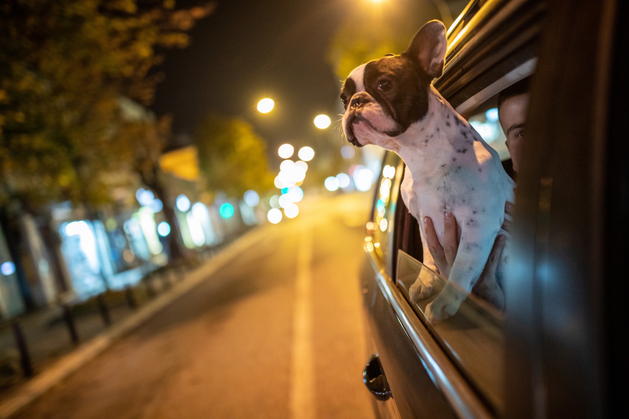 Pet theft in France is out of control