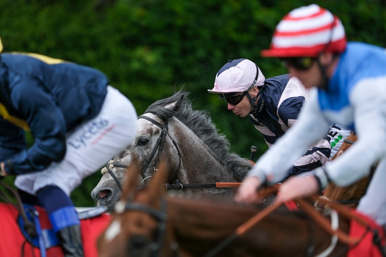 Bets for France and Haydock