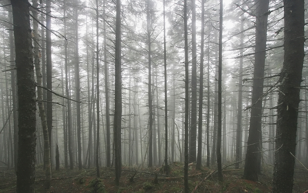 A searching question: Heartwood, by Amity Gaige, reviewed