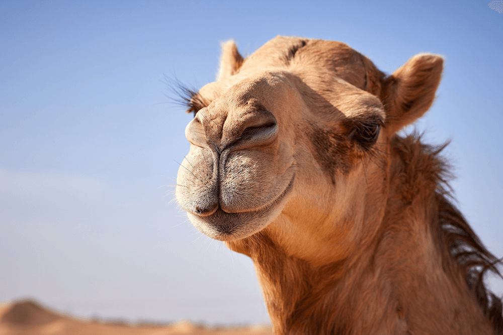 In praise of camels