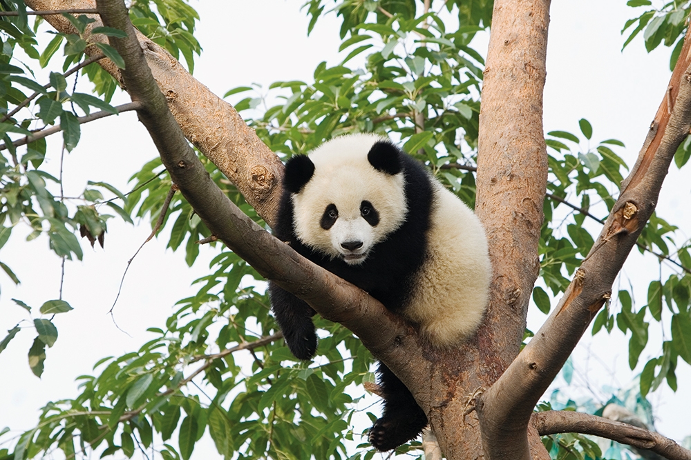 Could the giant panda be real?