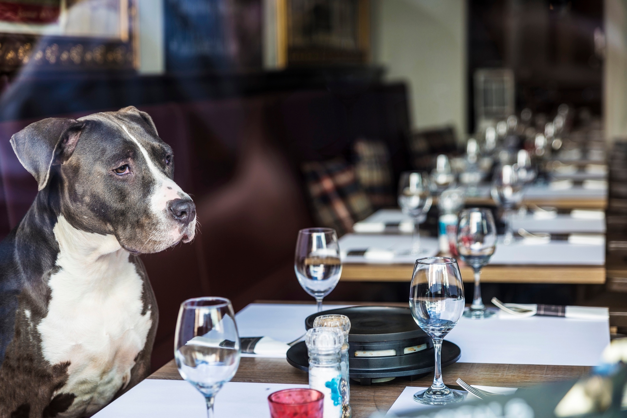 Dogs have no place at my table