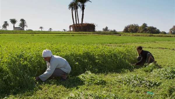غرينبيس الشرق الأوسط وشمال أفريقيا توصي بتعزيز الإستثمارات الخضراء العادلة والشاملة في مصر في ظل توجهها نحو مزيد من الطاقة المتجددة