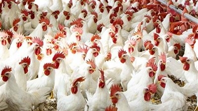 شائعة جديدة تهز الرأي العام.. ومنتجو الدواجن: لا تفشٍ للأوبئة في مزارعنا