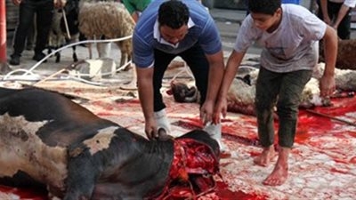 5 سنوات سجن و5 ألف جنيه غرامة.. تعرف على عقوبة ذبح الأضحية في الشارع