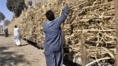 بيسحب عود قصب.. إصابة طالب ببتر في القدم أسفل القطار بسوهاج.. تفاصيل
