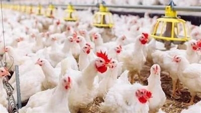 69 جنيها للكيلو ..أسعار الدواجن في مصر اليوم الأحد 11 مايو 2025