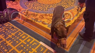بالصور كلب حراسة داخل القاعة.. مشهد طريف من سحور "الحركة الوطنية"