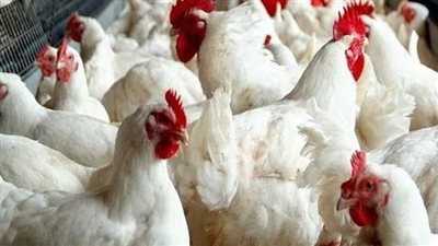 التموين تحسم الجدل...لا خطر من الدواجن المستوردة.. وسعر الكيلو ينخفض لـ 125 جنيها
