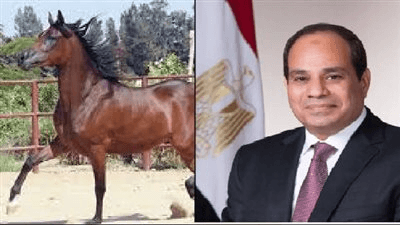 للمرة الأولي منذ 15 عاما.. سعيد شرباش: مشاركة دولية في بطولة مصر التعاونية لجمال الحصان العربي
