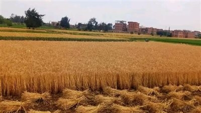 الزراعة تعلن الانتهاء من حصاد 2.4 مليون فدان منزرعة بالقمح حتى الآن