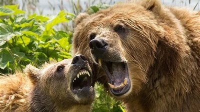 آخرها مقتل شخص في فلوريدا.. "الدببة" تهاجم البشر في سلسلة حوادث مروعة