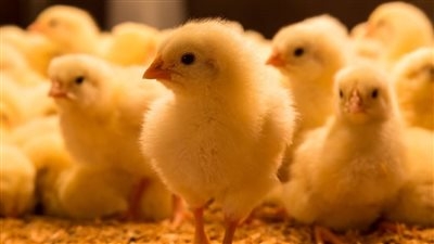 انخفاض كبير في سعر الكتكوت بالأسواق.. والشعبة توضح الأسباب