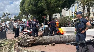 حوادث «كان 2025».. نخلة سقطت على رأس منتج ونحلة تهاجم إيما ستون