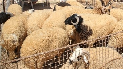 مع اقتراب عيد الأضحى 2025.. المصادر الموثوقة لشراء الأضحية وعلامات صحة الحيوان