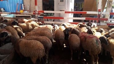 التموين تطرح خرافا وأبقارا حية للأضاحي استعدادًا للعيد