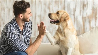 هل تمنع تربية الكلاب دخول الملائكة إلى البيت؟.. دار الإفتاء تجيب