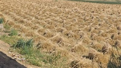 توريد ٥٥٦٣٣٩ طن و٩٨٩ كيلو جرام من الأقماح المحلية للمواقع التخزينية بمحافظة الشرقية