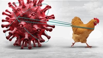 «H5N1»... العالم على أعتاب جائحة جديدة وتحديات في مواجهة الفيروس