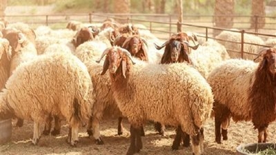 «أسرار تربية الأضحية المثالية»..  نصائح ذهبية من خبير تربية الأغنام