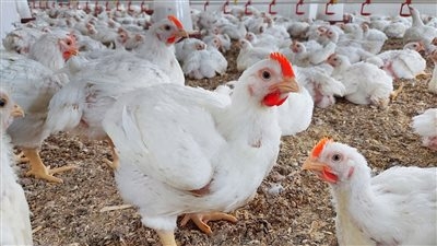 بعد الأزمة الأخيرة.. كيف يتفادى مربي الدواجن تأثيرات موجات الحر؟