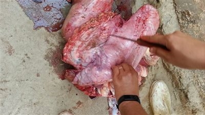 استعداداً لعيد الأضحى.. محافظ الفيوم يوجه بتكثيف الحملات على محال الجزارة للتأكد من مطابقة اللحوم للاشتراطات الصحية