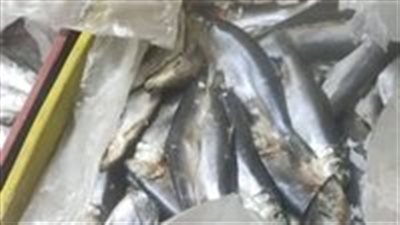 البلطي بـ80 جنيه.. أسعار الأسماك اليوم الأربعاء 28 مايو في سوق العبور