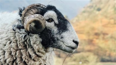 ما حكم الأضحية بالشاة المغصوبة؟.. "دار الإفتاء تجيب