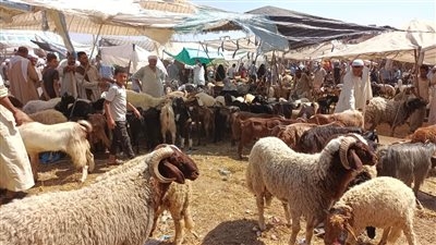 قائمة كاملة باسعار اضحية العيد هذا العام 2025