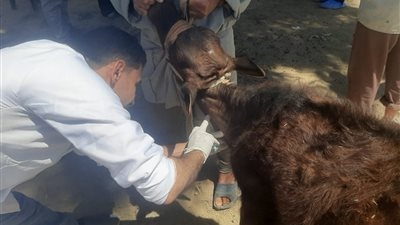 "الزراعة" تنفذ 431 قافلة بيطرية مجانية لعلاج أكثر من 235 ألف رأس حيوان وطائر